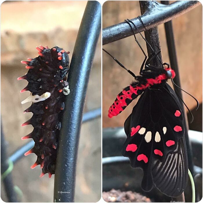 Watched A Crimson Rose Caterpillar Metamorphosize To A Butterfly