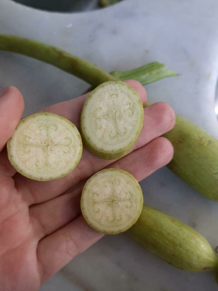 Beautiful Drawing... Inside A Zucchini