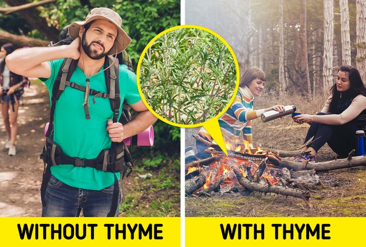 life-saving tips - using thyme as insect repellant