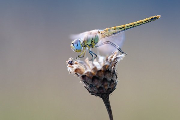 Female dragonflies have been observed to fake their own deaths to avoid unwanted male attention.