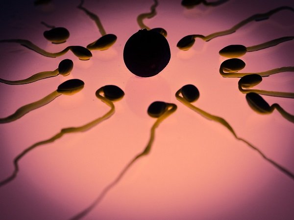 Since 1975, the sperm count of men in the Western World has dipped by approximately 50%.