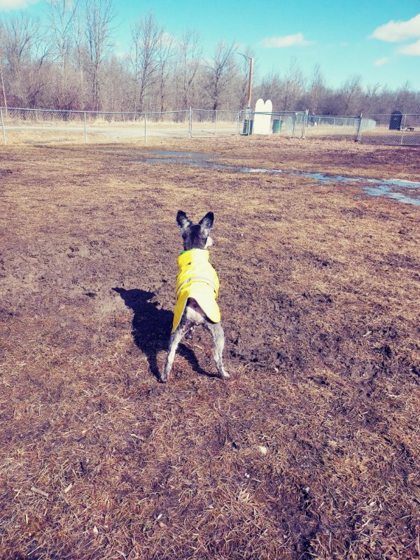 “When it’s your birthday and there are no other dogs at the dog park….”