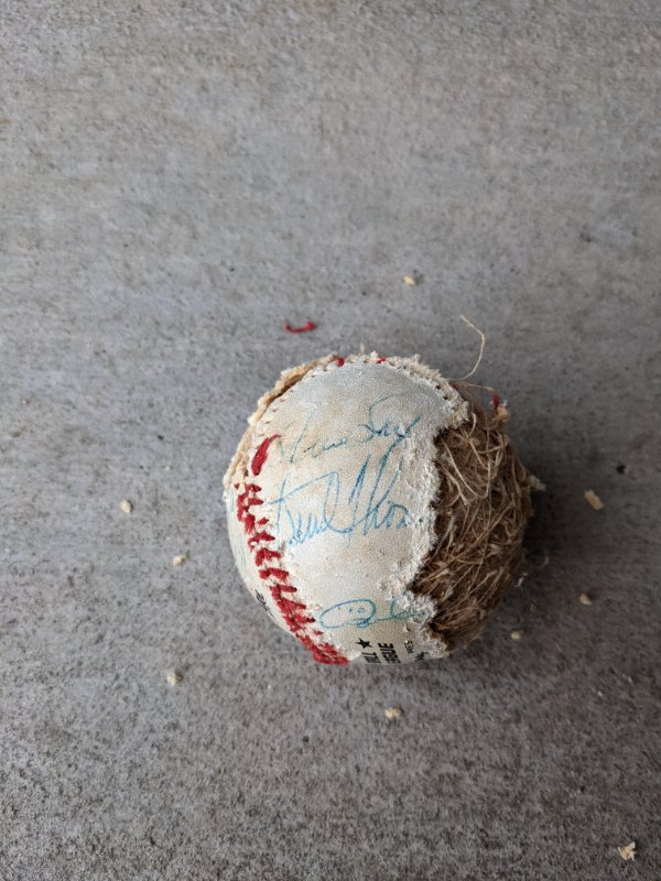 “Cleaned out the attic and discovered rats had eaten my 81 Dodgers baseball. Fernando, LaSorda, Stewart, Sax, Koufax… Damn.”