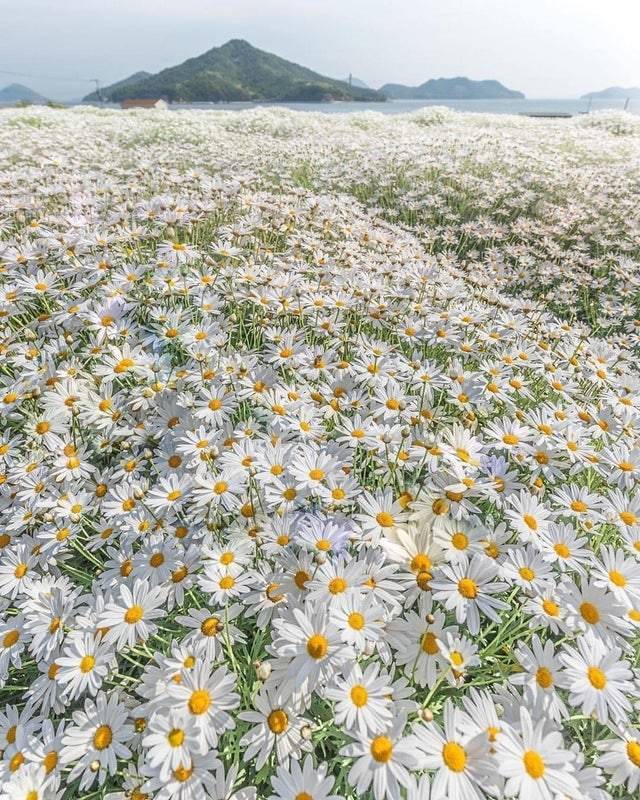 “The sea of daisies in Mitoyo, Kagawa, Japan.”