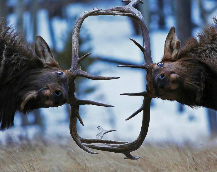 “Elk fighting in beautiful symmetry.”