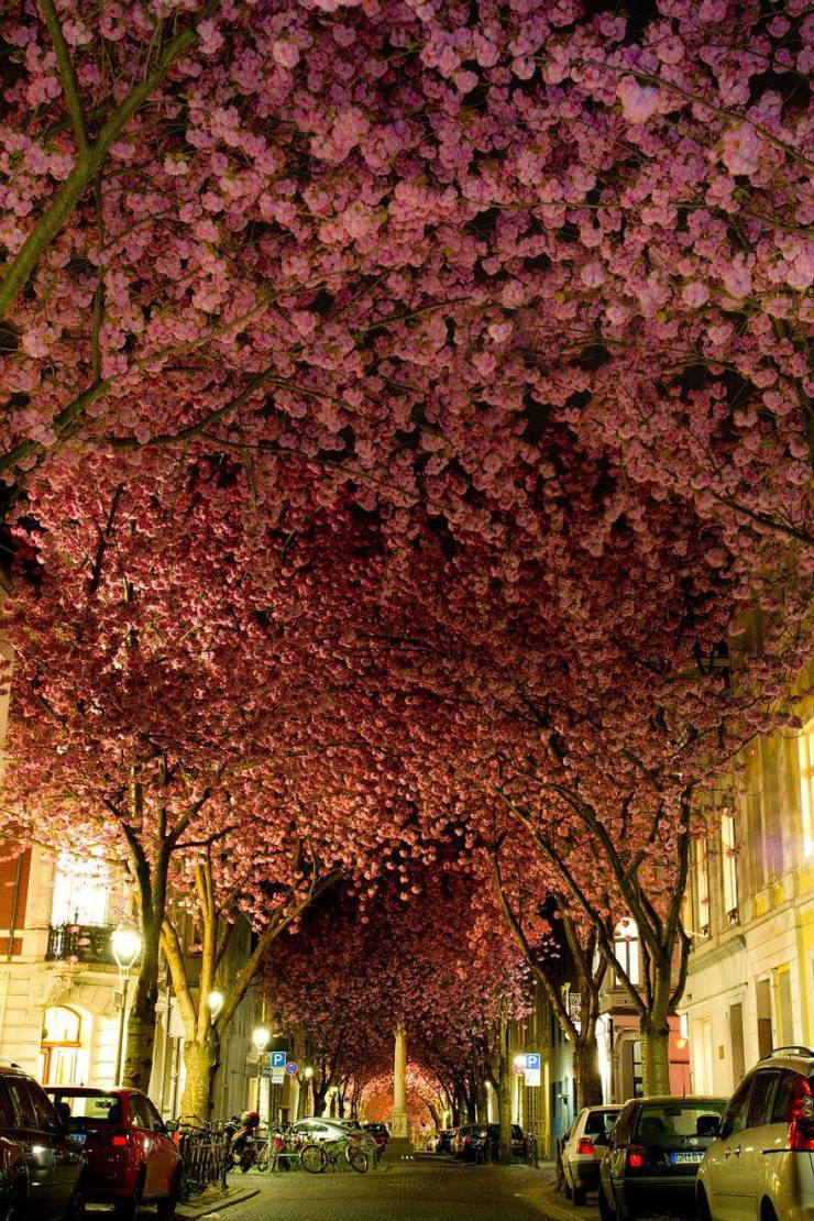 “Blooming Cherry Trees in Bonn, Germany.”