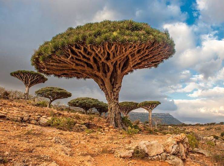 “A third of the plant life on the island of Socotra in Yemen exists nowhere else on Earth.”