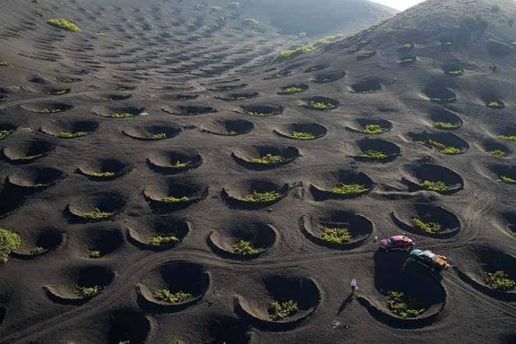 “This is how vineyards grow on Canary Island. As the island has many volcanoes the soil is nutrient dense. Grape saplings are planted specifically in dug pits with a width of up to several meters. This is done to make it easier for the roots to reach the fertile soil layer and to retain moisture.”