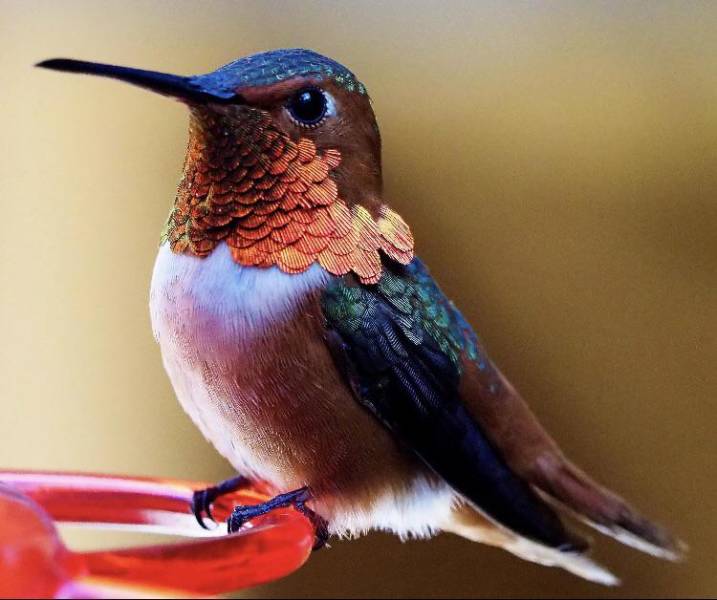 “This detailed picture of a hummingbird.”