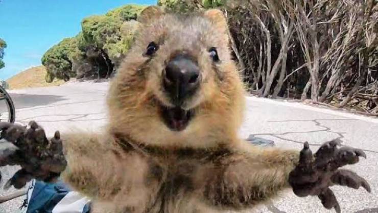 “The Quokka, more commonly known as the “World’s happiest animal.””