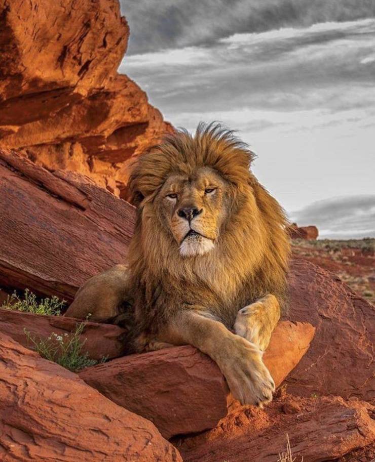 “This majestic male Lion looks like the real life version of Simba on Pride Rock.”
