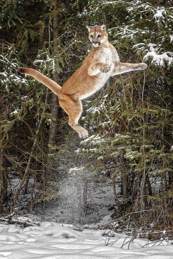 “A Cougar can jump up to 15 ft vertically in the air and leap up to 40 feet horizontally.”