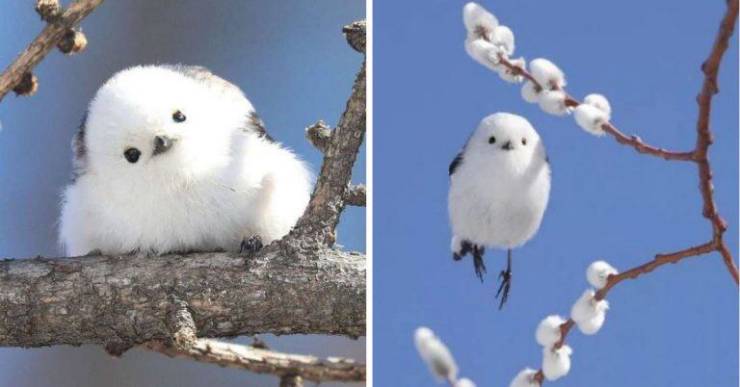 “The Shima Enaga, a Japanese bird who looks like a ball of cotton.”