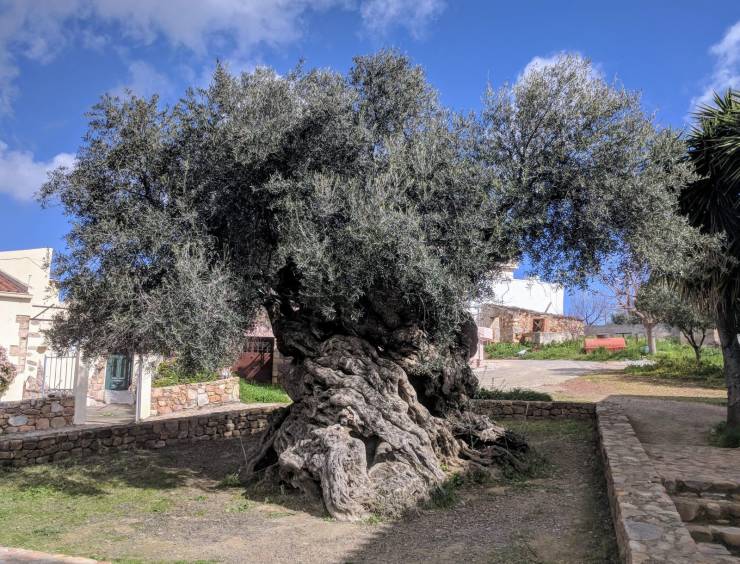 “The oldest olive tree in the world -- 4000 years old -- location: Greece, Crete.”