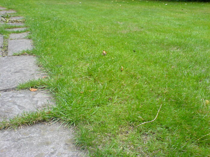 When my friend bought a house, a month into home ownership, she asked me when the city was coming to cut her lawn because it was starting to look like weeds. It was awkward when I had to explain that she needs to cut her own lawn or hire someone.