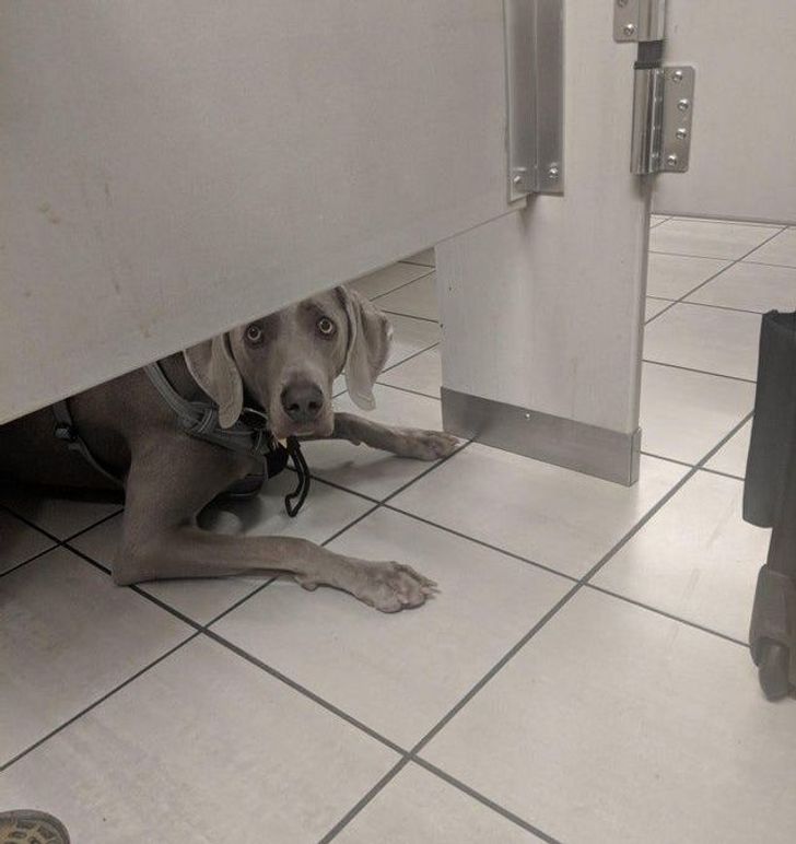 funny airport pics - dog under bathroom stall at airport