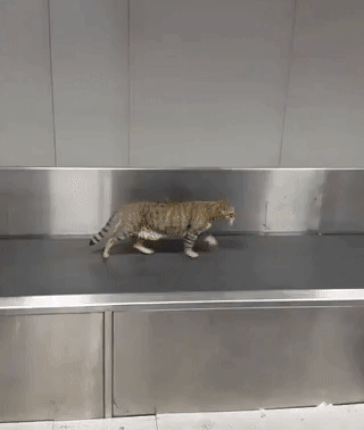 funny airport pics - gif of cat walking on conveyer belt at airport