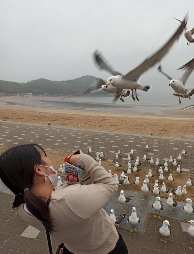 funny pics - seagulls attacking kid holding food