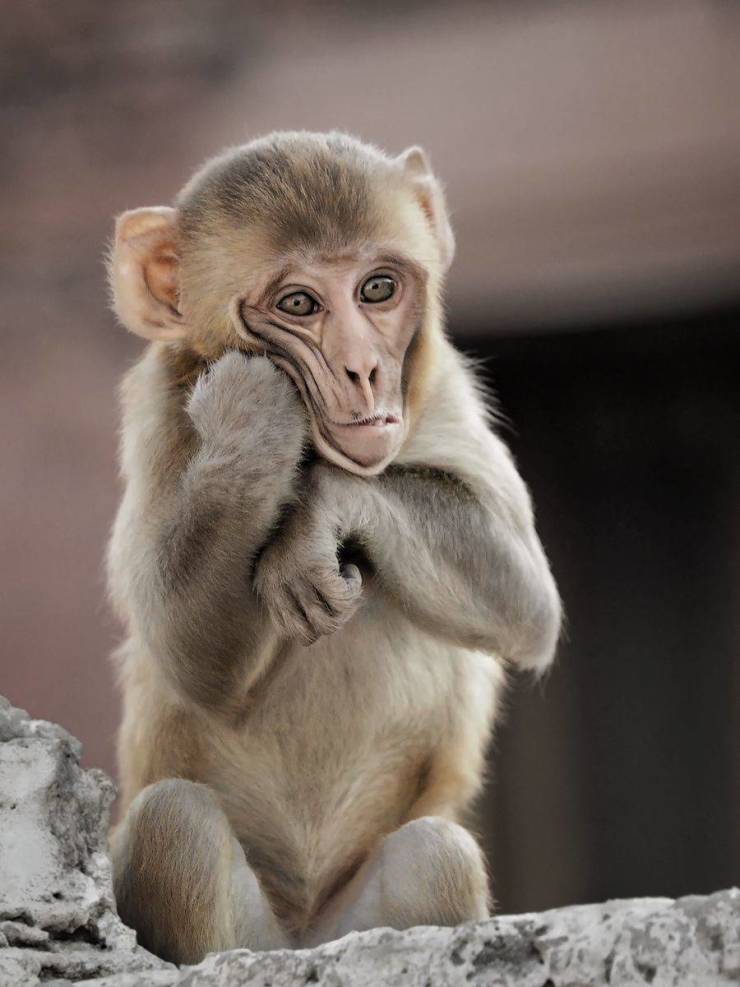 funny pics - thinking monkey