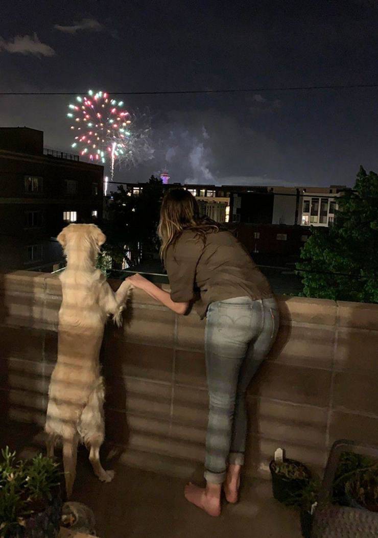 funny pics - watching fireworks with dog at night