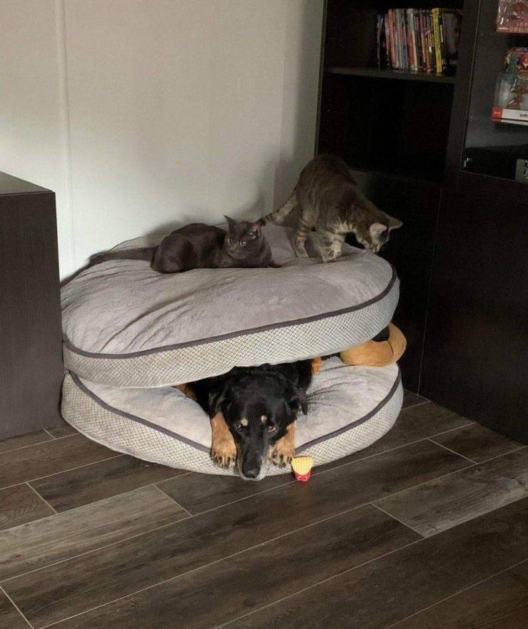 funny pics - dog bed on top of dog