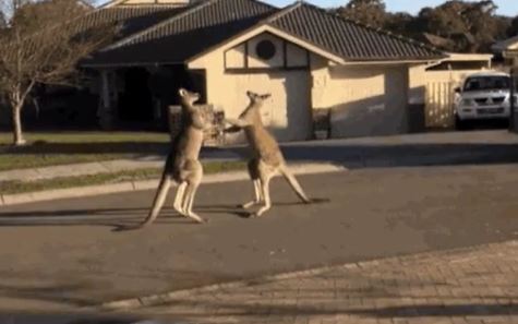 funny 911 call stories - kangaroos fighting in the street