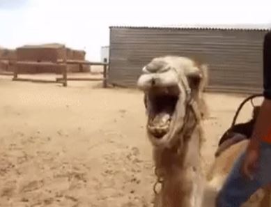 funny 911 call stories - camel laughing at someone