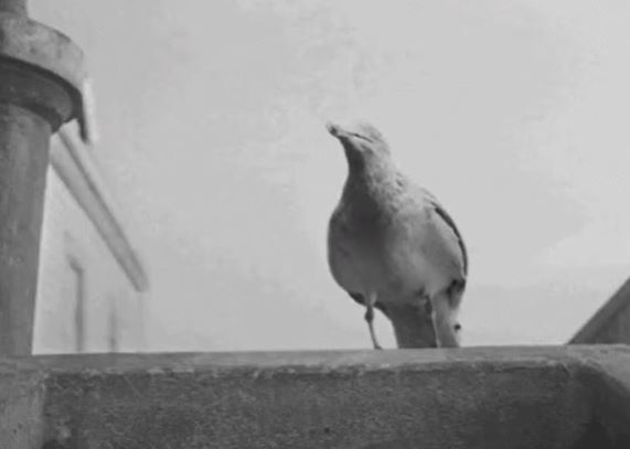 funny 911 call stories - black and white seagull