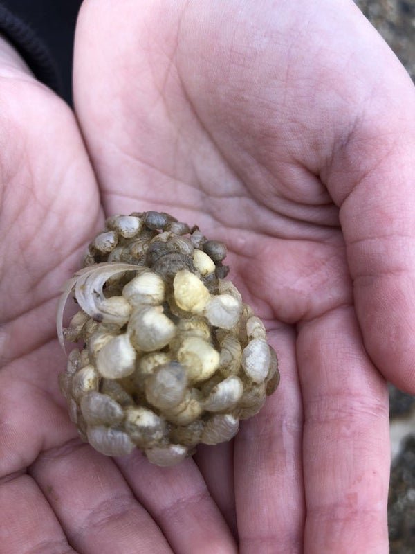 I found dozens of these washed up on the beach in south-east England.

A: It’s called a ‘sea wash ball’ which is a bunch of whelk egg casings