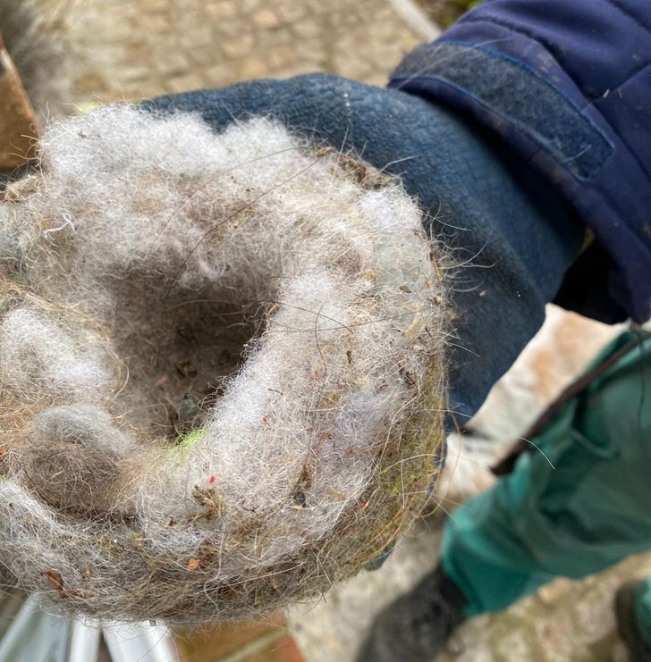 “Found a bird nest in our garden. We have two white fluffy dogs and it looks like the nest was built with their fur.”