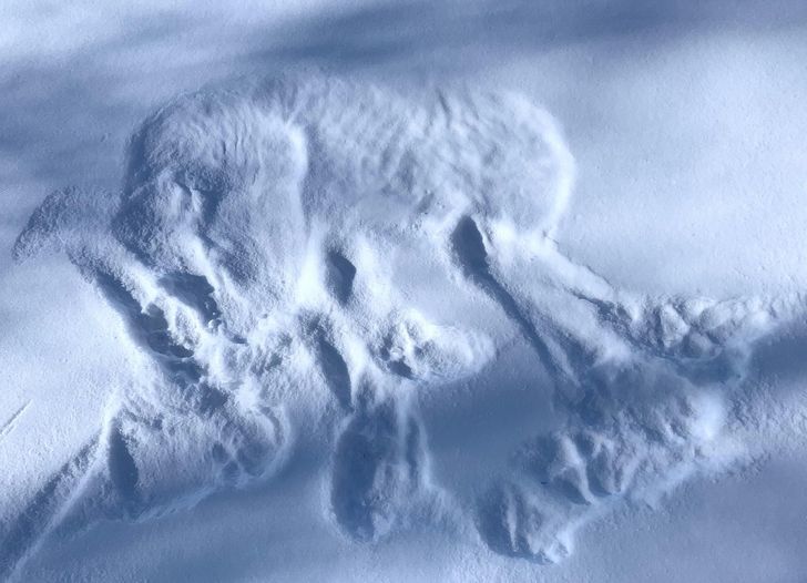 “I found this print from where a gray wolf slept in the snow. You can even see her ribs!”