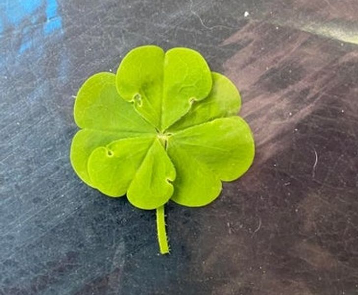 “I found a 5-leaf clover!”