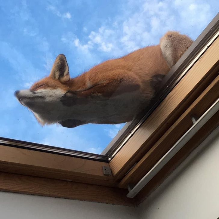 “Fox sleeping on the skylight”