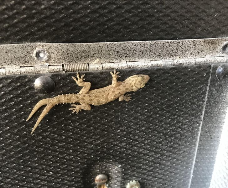 “Found this gecko with two tails in my mailbox.”