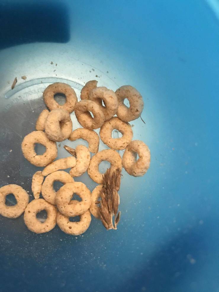 “There were (literally) whole grains in my son’s Cheerios.”