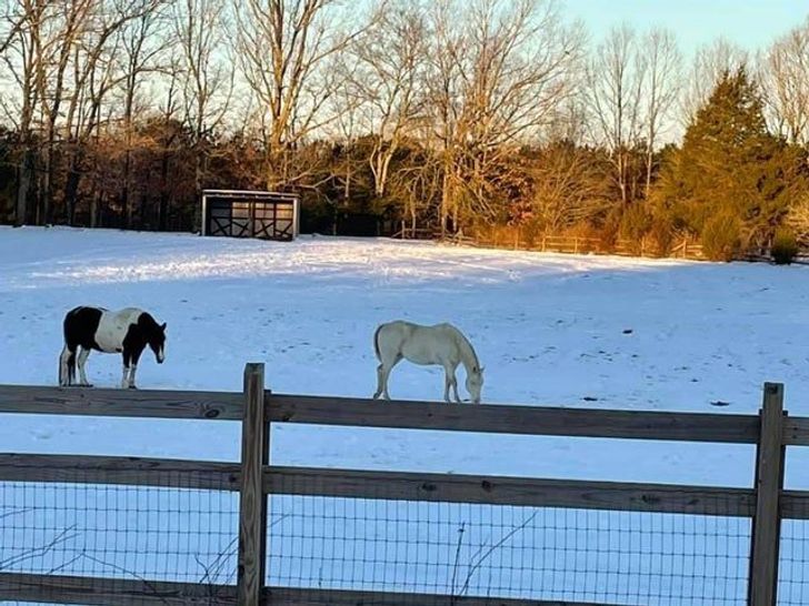 “Tiny horses on a fence”