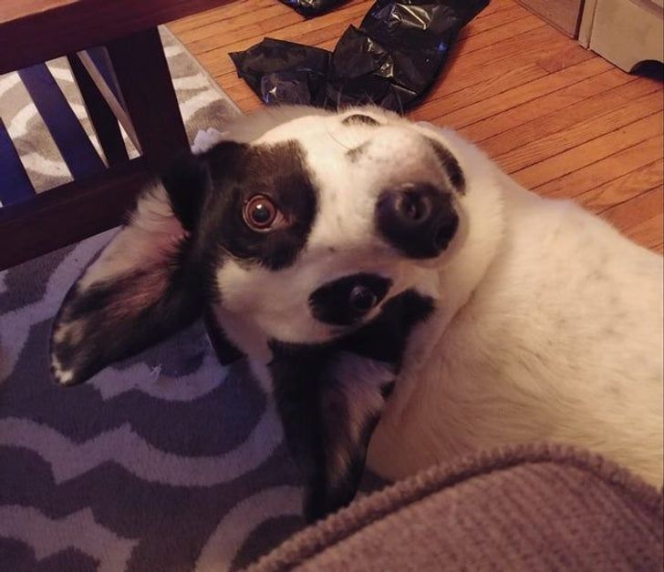 “At first I thought my friend’s dog’s nostril was his eye.”