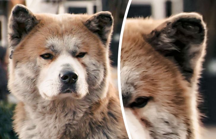 To age the main character of Hachi: A Dog’s Tale, they used makeup to dull his coat’s colors. Additionally, tiny weights were used to make his ears and tail droop.