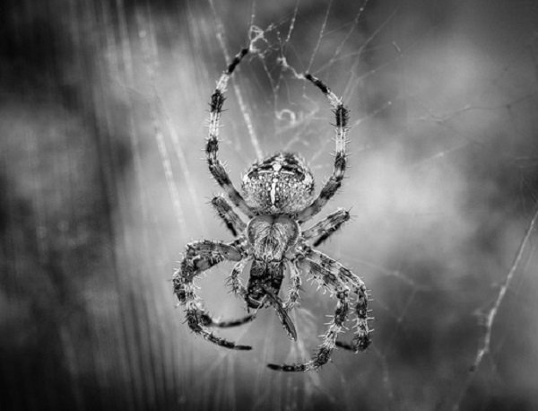 As it turns out, the ‘well known fact’ about how we consume about 7 spiders a year just by having them walk into our mouths whilst we sleep was completely made up. It was an experiment to prove the ease in which false information spreads.