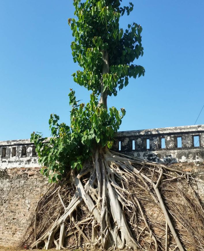 Trees force. Август природа. Strong Tree. Robust Tree.