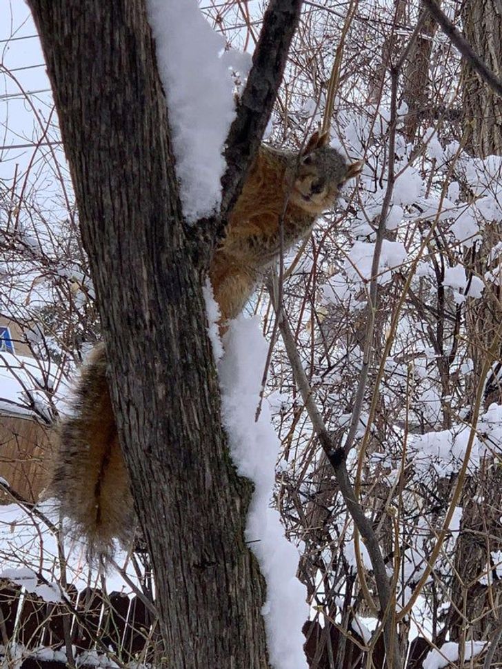 cool pics - squirrel with four ears