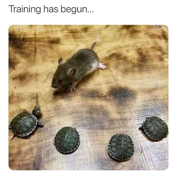 funny fails - Training has begun... teenage mutant ninja turtles irl