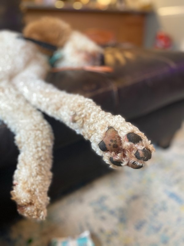 “My dog had a paw print on his paw.”
