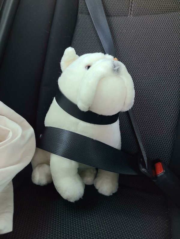 My son has Autism and and loves animals, specifically cats and dogs. He really wants his own puppy “so they can grow up together”. I had the responsibility talk about caring for his own dog. I turn around in the car this morning to see he’s now seat belting his stuffed bulldog while in the car.