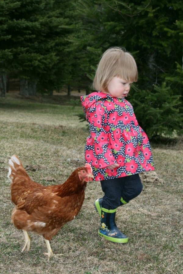 Several years ago, whenever our daughter went outside her pet chicken would rush over to greet her at the door and follow her around for hours. They would explore our property together and have long chats about who knows what!