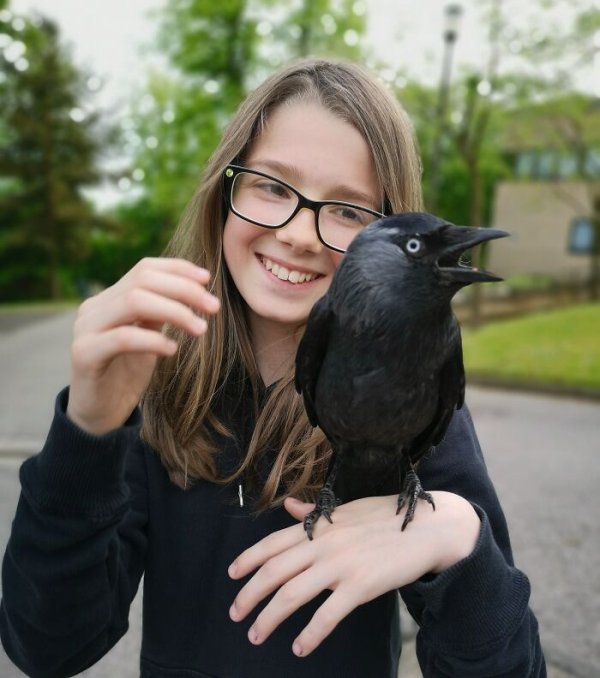 My daughter spotted some magpies attacking a Jackdaw. After being rescued it decided to hang out with us for a while.