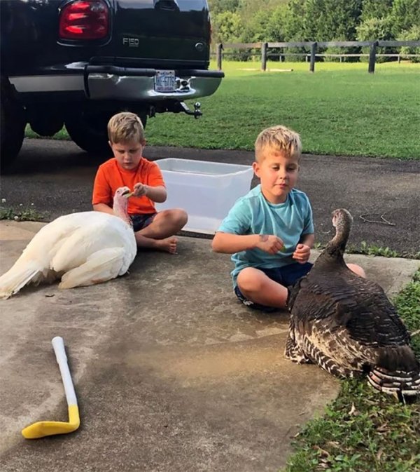 My twin sons and their pet turkeys. They raised them by hand since they were chicks.