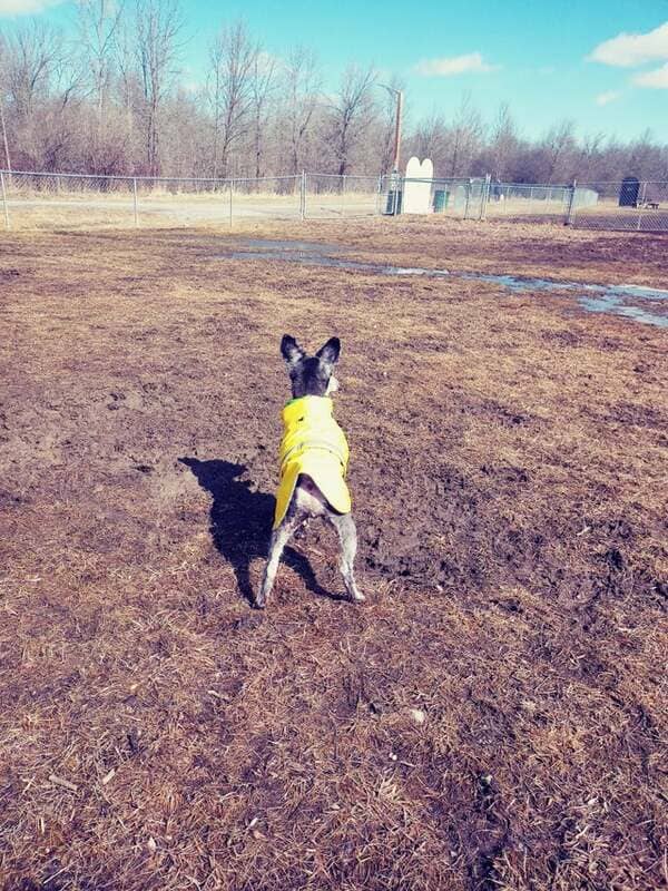 When it’s your birthday and there are no other dogs at the dog park…