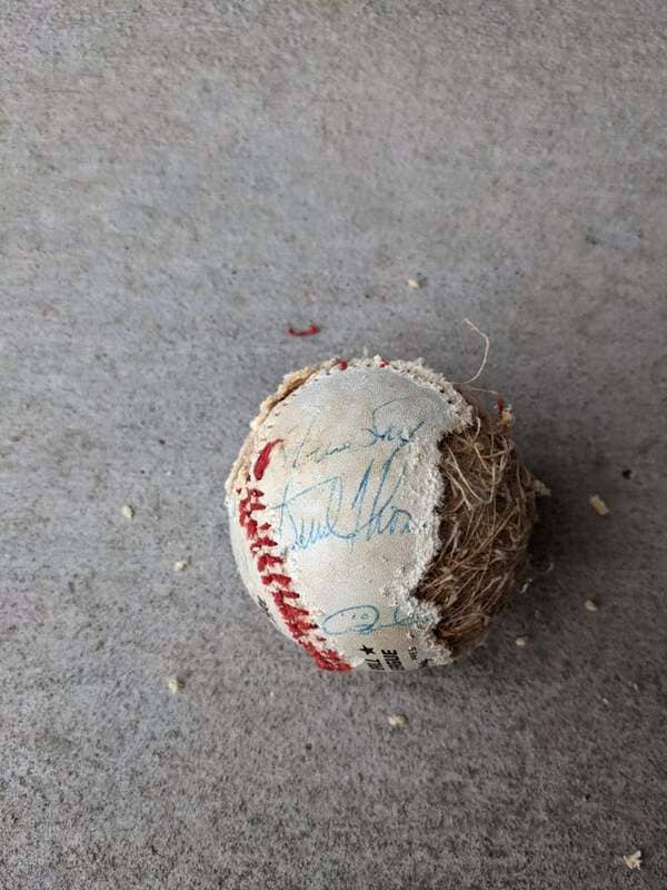 Cleaned out the attic and discovered rats had eaten my 81 Dodgers baseball. Fernando, LaSorda, Stewart, Sax, Koufax… Damn.