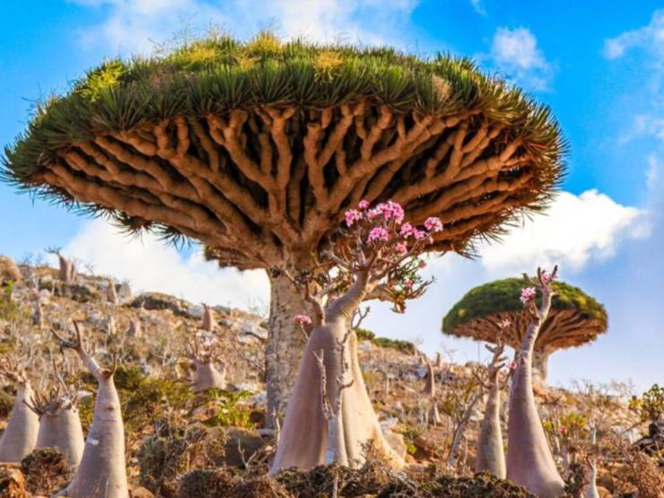 “Socotra, island of mysteries - The Most Alien-Looking Place on Earth.”